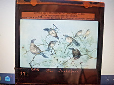 GLASS MAGIC LANTERN SLIDE   - FROM HUDONS BRITISH BIRDS