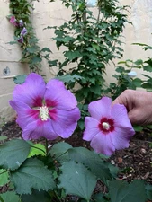 Rose Moon Rare Rose of Sharon Hybrid Seeds (10)