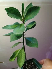 Euphorbia Grantii- African Milk Bush