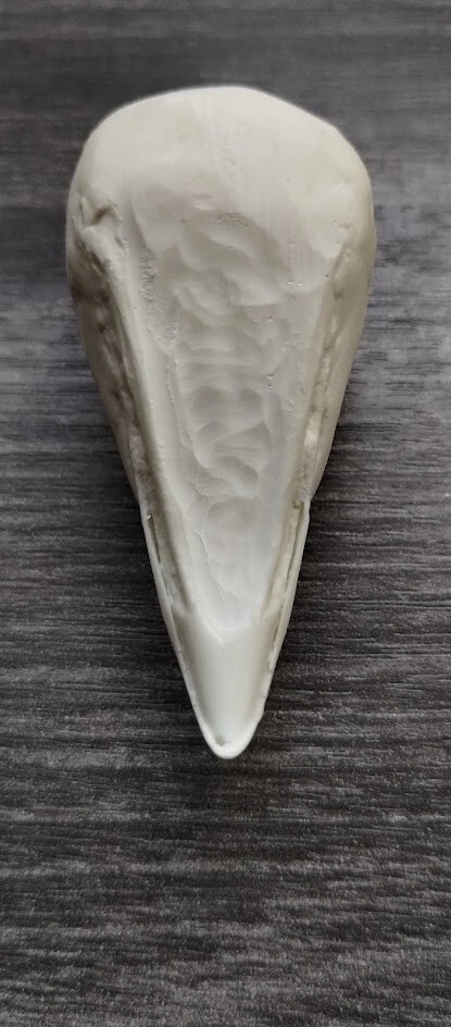 Cabeza de urogallo con volantes artificial taxidermia no pintada Foto 3 de 3