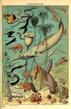Ocean Marine Life Sea Creature Cottagecore Room Art Print Poster 16x24