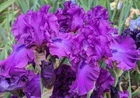 'Swingtown'Tall  Bearded  Iris Rhizome PRE-SALE to Ship Aug/Sept