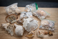 Mixed Seashell Collection Lot Conch Scallop Assorted Coastal Decor