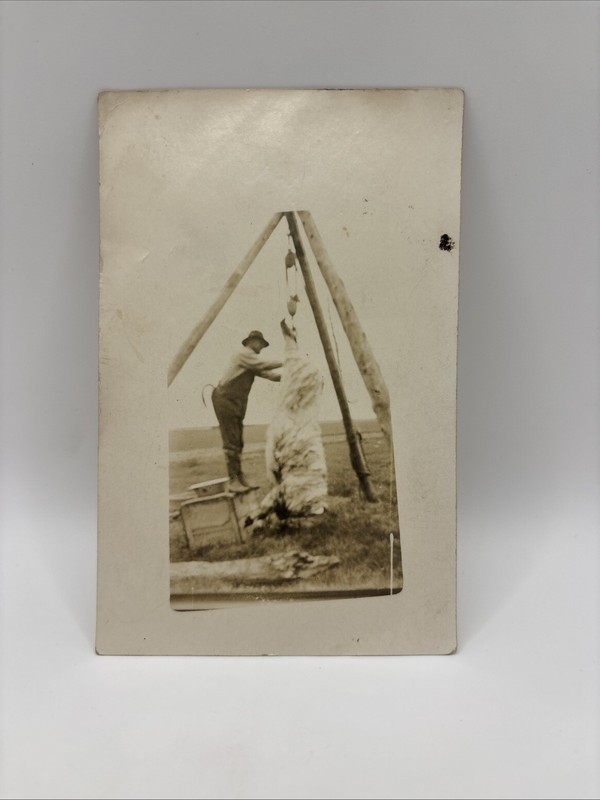 RPPC Postcard Man Butchering A Large Animal Using A Tripod And Hoist