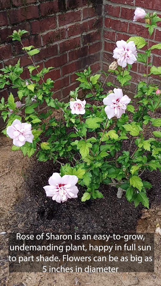 50+ Fresh Pink Chiffon Rose of Sharon Seeds (Hibiscus syriacus) | eBay