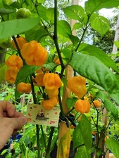 YELLOW Carolina REAPER Super HOT Pepper Seeds 1,500,000+ Scoville SHU Unique