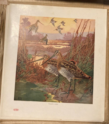 Lynn Bogue Hunt Vintage Du Pont Print 1917 Wilson's Snipe Game Birds