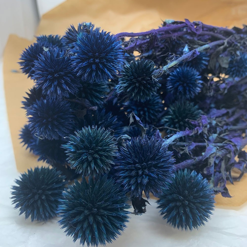 Dried Bunch of Natural Echinops Globe Thistle Stems 50cm/20 Inches Dark Blue