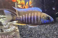 Juvi Aulonocara Jacobfreibergi Eureka RedAfrican Peacock Cichlid 1-2  Unsexed USA