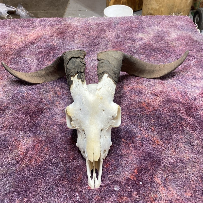 1 Real Perfect awesome goat skull horn Art Craft Bone Skeleton taxidermy western