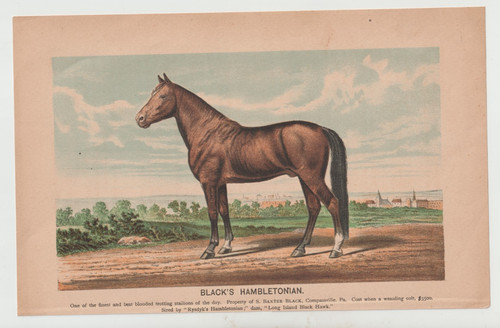 Antique 19thC. Original Chromolithograph Black's Hambletonian / Trotting Horse