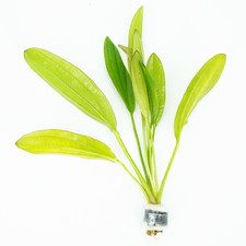 Buy2Get1Free Red Rubin Sword Echinodorus Bundle Live Aquarium Plant