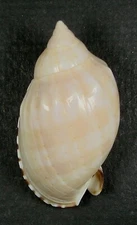 CASMARIA ERINACEUS 47.14mm SUPER CHOICE RARE SPECIMEN Guam