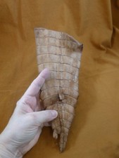  G471-94 11" Gator ALLIGATOR hide scrap leather skin piece croc craft supply