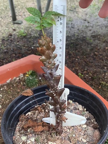 Rara pianta succulenta Beiselia mexicana propria crescita semi radice decorazione giardino alta 10 cm - Foto 1 di 4