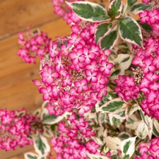 Hydrangea Euphoria Pink - Tricolour Hardy Shrub by T&M - 15cm & 3L Potted Plants