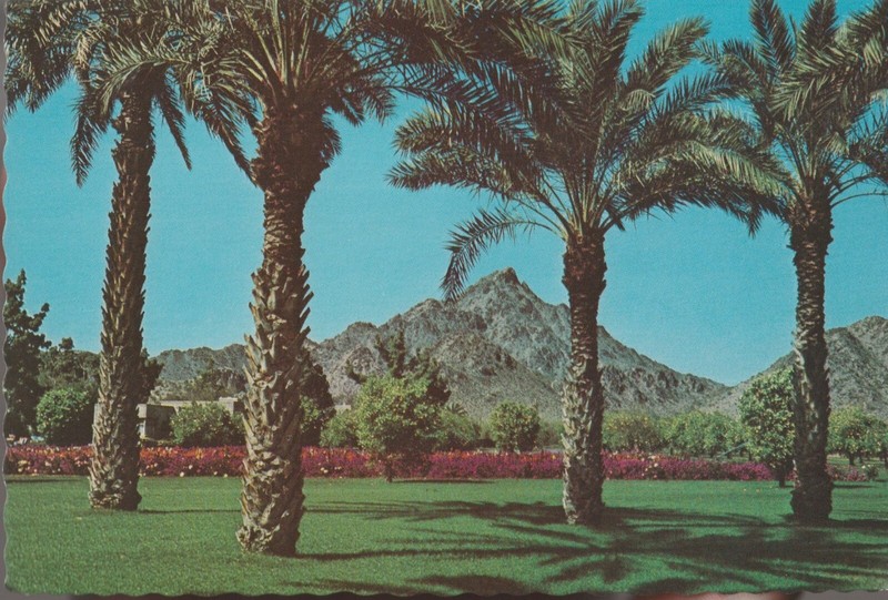 VINTAGE POSTCARD SQUAW PEAK PALMS ARIZONA BILTMORE HOTEL PHOENIX