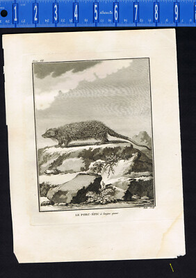  1792  Le Porc-Epic [Long-Tailed Porcupine]  Buffon Copper Plate Engraving