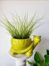 "Speedy" the Turtle Planter +BONUS Plant