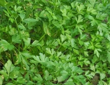 Dark Green Italian Parsley Seeds 500+ Flat Leaf Herb NON-GMO USA FREE SHIPPING