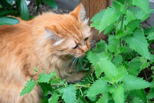 Catnip 2800+ Seeds (Nepeta) Instructions Included x - Zdjęcie 1 z 9