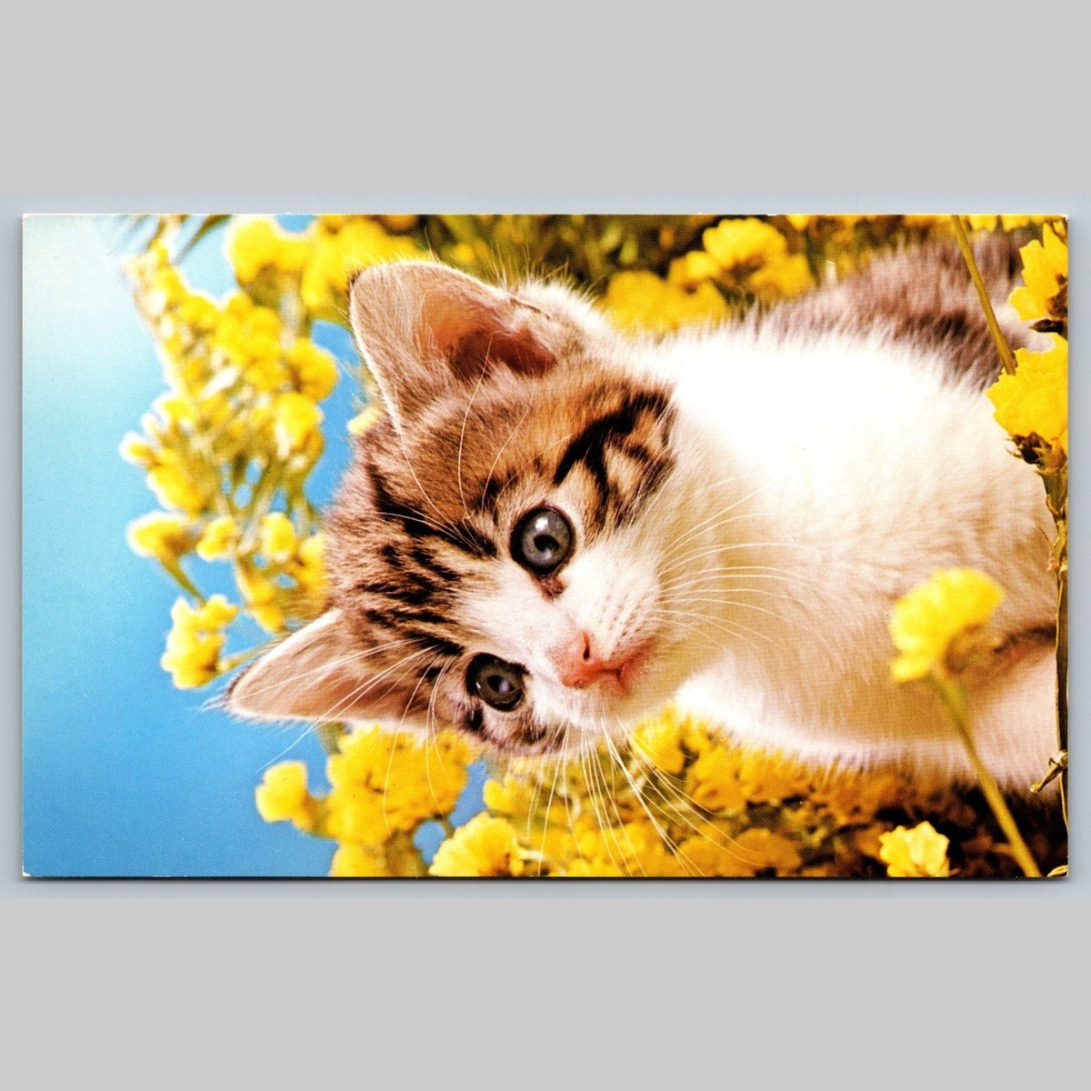 Postcard Cute Kitten with Yellow Flowers Dunlap Post Card Co.