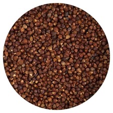 Grains of Paradise, 1 Ounce Tin, Hampton Distribution
