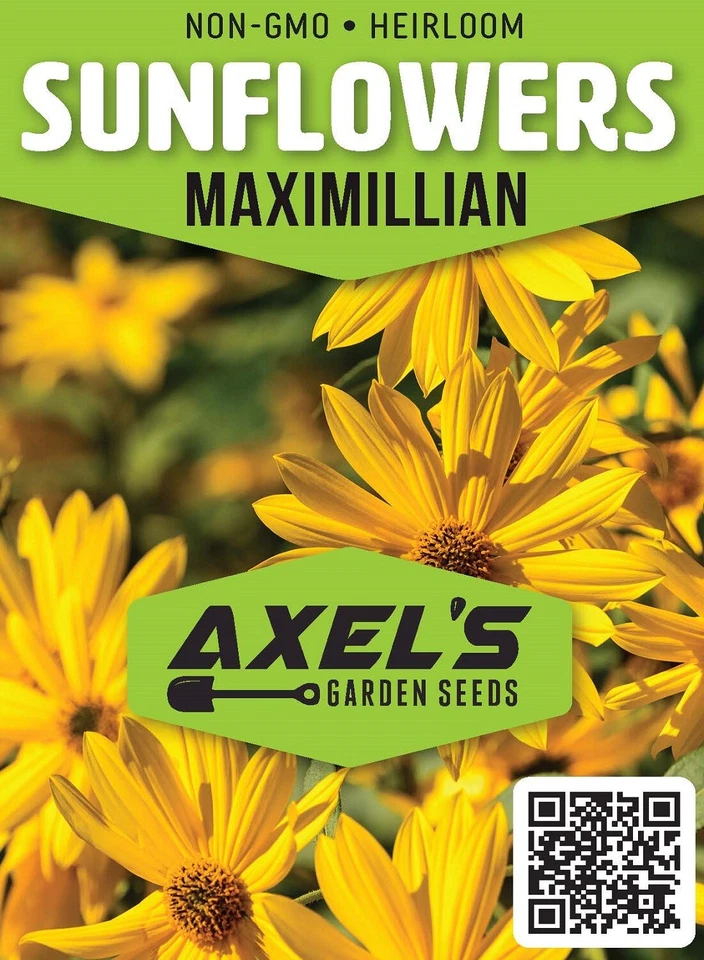 Sunflower Seeds - Perennial Heirloom Abundant Blooms, Free Shipping, Maximilian - Image 2 of 3