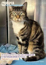 Image of PRINCESS & BROTHER WERE ABANDONED UNTIL RSPCA SW LONDON GAVE THEM A NEW START