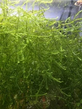 Java Moss