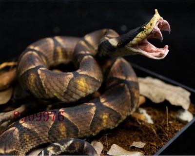 SnakeGorge Deinagkistrodon Acutus Handmade Wild Animal Miniature Snake Model GK