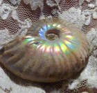 42mm Iridescent AMMONITE FOSSIL 100 MYO Madagascar OLD STOCK 123 carats — photo 1