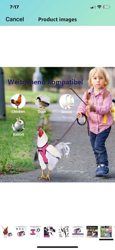 Chicken Harness with 6-foot Matching belt, Suitable for Weight about 2.3-3.8 lbs - 第 8/10 張圖片