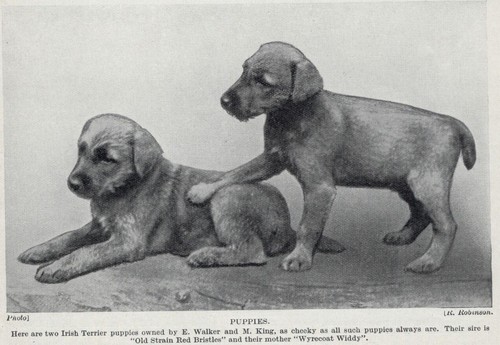 Irish Terrier "Puppies" - 1934 Vintage Dog Art "Photo" Print - CUSTOM MATTED