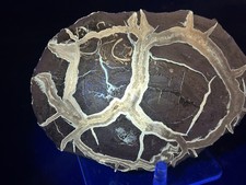 Beautiful Texas Lower Eagle Ford UV-Reactive Concretion Half,Highly Polished!