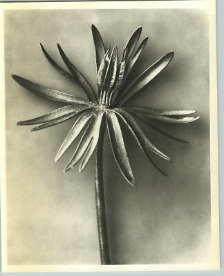 1942 Original BOTANICAL PLANT Dry Winter Aconite Photo Art KARL BLOSSFELDT