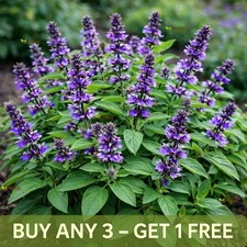Herb Seeds Basil Blue Spice 1600 Seeds | Ocimum americanum