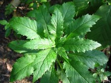 Fresh or Dried Epazote leaves 1 oz