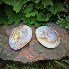 echte Perlmutt Muschel Hälfte mit Perlen Muschelschale Seifenschale Dekoschale