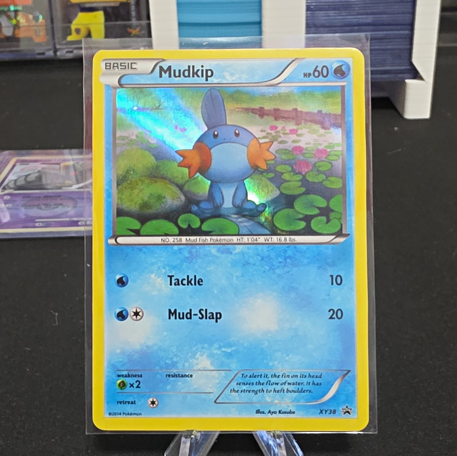 Mudkip XY38 XY Promo Holo 60 HP English 2014 The Pokémon Company