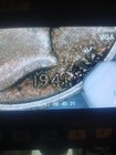 1941/42 mercury dime A U 50 Ngs Graded
