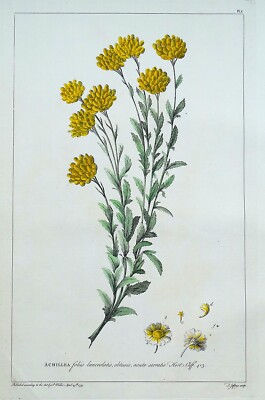 Antiker Botanischer Druck ACHILLEA, SCHAFGARBE Philip Miller Original Vintage Alt 1760