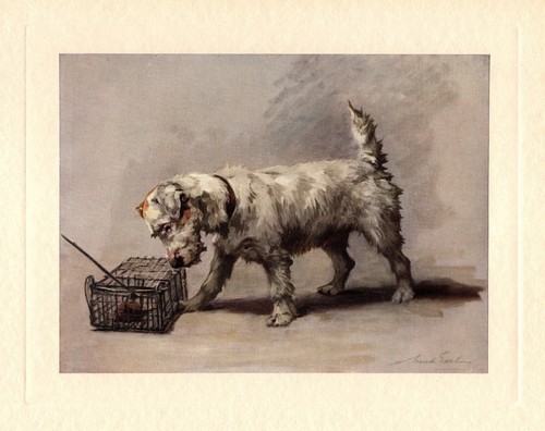 Antique Sealyham Terrier Print c1910 Maud Earl Sealyham Terrier Wall Art 5015h
