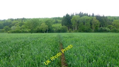 Foto 6x4 Weizenfeld und Garrett's Leasow Vowchurch gemeinsamer seltsamer Name c2015
