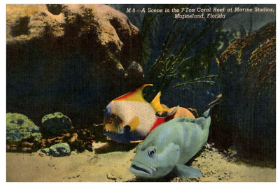 Sieben Tonnen Koralle Reef At Marine Studios Marineland Florida Postkarte