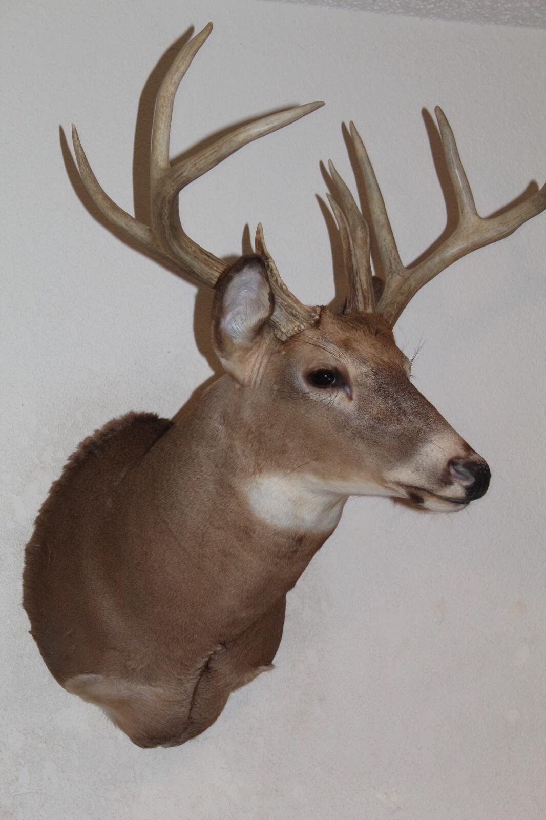 Whitetail Deer Head Shoulder Mount Taxidermy Cape Shed Antler Hunt Mule Rack