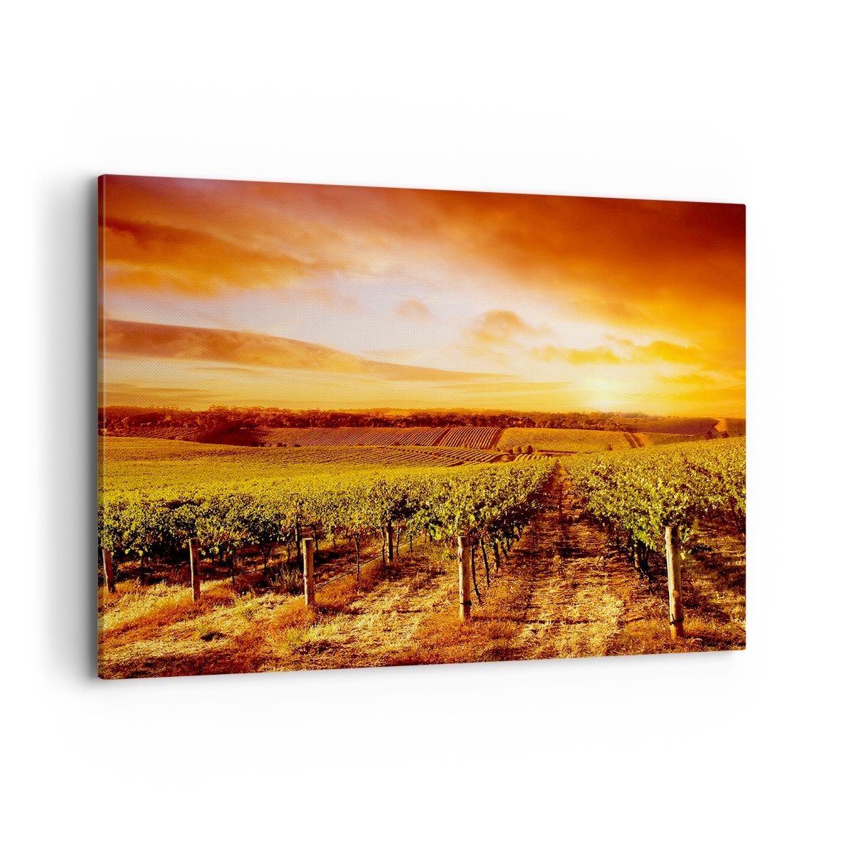Quadro su Tela 100x70cm Vigneto Vista Campagna Stampe Immagini Quadri Murale
