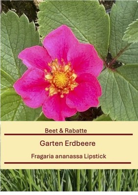 Fragaria ananassa Lipstick, Garten Erdbeere im 9x9cm Topf