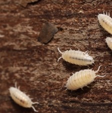 50ct+ LIVE Dwarf White Isopods LAG Bioactive Clean Up Crew!! Reptiles Terrarium