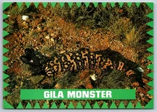 Postcard Gila Monster AZ Poisonous Lizard Desert View